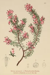 Forårshede (Erica carnea)