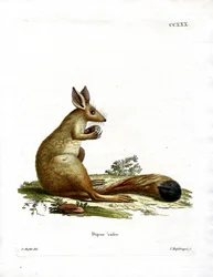 Springhare (farvet gravering)