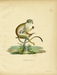 Squirrel Monkey (farvet gravering)