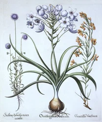 Star of Bethlehem, med blåblomstrede fårbit og farvestoffer Greenwood, fra Hortus Eystettensis, af Basil Besler (1561-1629), pub. 1613 (håndkoloreret gravering)
