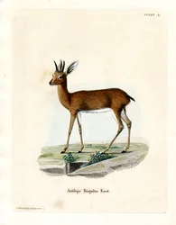 Steenbok (farvet gravering)