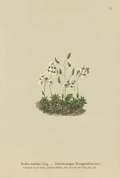 Stellated Whitlow-grass (Draba stellata)