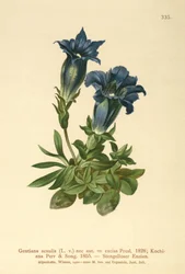 Stængelfri ensian (Gentiana acaulis, Gentiana excisa)