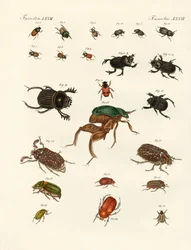 Mærkelige biller (farvet gravering)