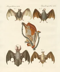 Mærkelig chiroptera