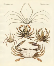 Mærkelige krabber (farvet indgravering)