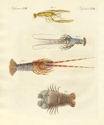 Mærkelige krabber