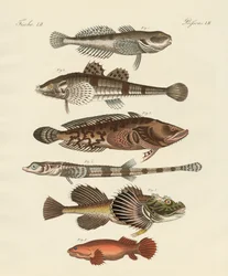 Mærkelig fisk (farvet gravering)