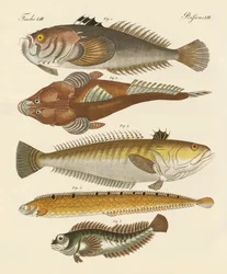 Mærkelig fisk (farvet gravering)