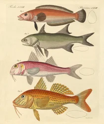 Mærkelig fisk (farvet gravering)