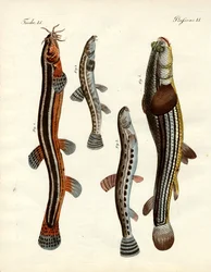 Mærkelig fisk (farvet indgravering)
