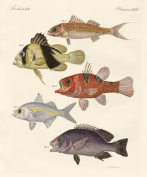 Mærkelig fisk (farvet gravering)