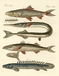 Mærkelig fisk (farvet gravering)