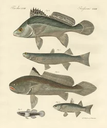 Mærkelig fisk fra Ganges (farvet indgravering)