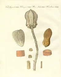 Mærkelige fossiliseringer (farvet indgravering)