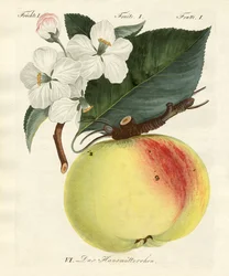 Mærkelige frugter