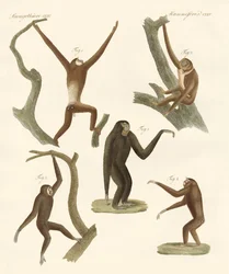 Mærkelige gibbons