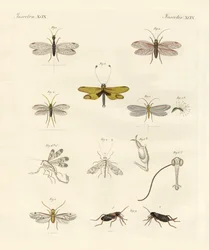 Mærkelige insekter (farvet indgravering)