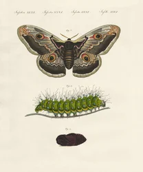 Mærkelige insekter (farvet indgravering)