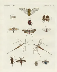 Mærkelige insekter (farvet indgravering)