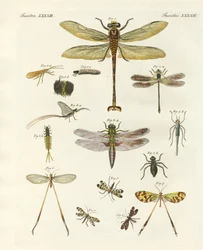 Mærkelige insekter
