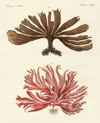 Mærkelige slags tang