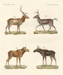 Mærkelige pattedyr (farvet indgravering)