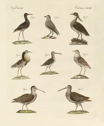 Mærkelige sumpfugle