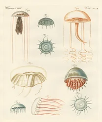 Mærkelige medusas (farvet gravering)