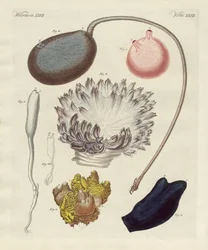 Mærkelige bløddyr (farvet gravering)