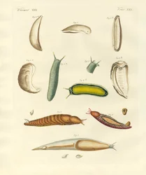 Mærkelige bløddyr (farvet gravering)