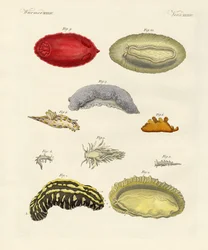 Mærkelige bløddyr (farvet gravering)