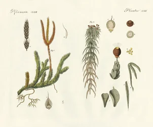 Mærkelige mosser (farvet gravering)