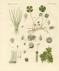 Mærkelige planter (farvet gravering)