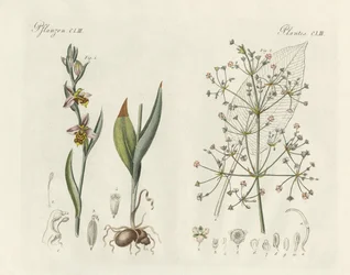 Mærkelige planter (farvet gravering)
