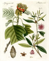 Mærkelige planter