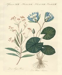 Mærkelige planter