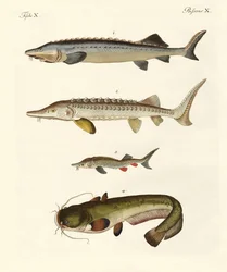 Mærkelig flodfisk