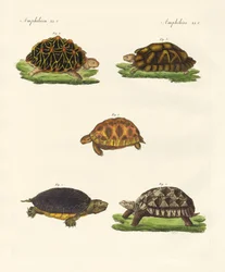 Mærkelige skildpadder (farvet indgravering)