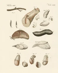Mærkelige orme (farvet gravering)