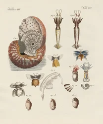 Mærkelige orme (farvet gravering)