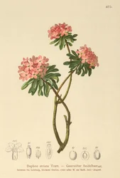 Stribede Daphne (Daphne striata)