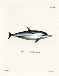 Stribet delfin (farvet indgravering)