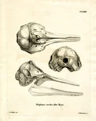 Stribet delfinskalle (farvet gravering)