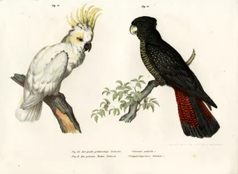 Gulhovedet kakadue, 1864
