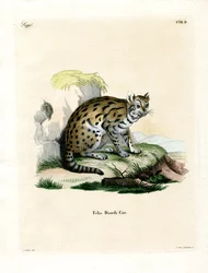 Sunda Clouded Leopard (farvet indgravering)