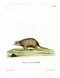 Surikate (farvet gravering)