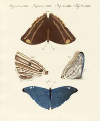 Surinam sommerfugle
