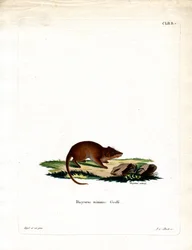 Swamp Antechinus (farvet gravering)