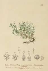 Schweizisk sengelilje (Galium helveticum, Galium rupicolum, Galium megalospermum)